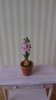X17-Hyacinth flower in pot
